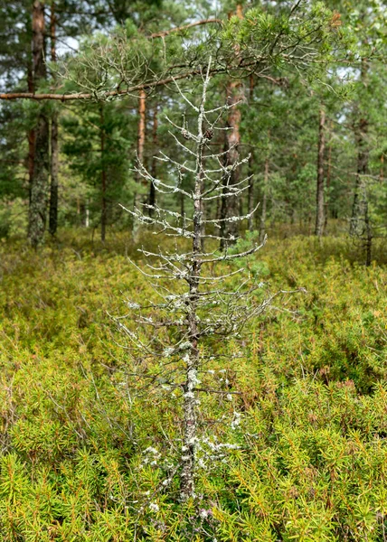 雨の日 雨の背景 伝統的な袋の風景 袋の草と苔 雨の間の小さな袋の松 秋の袋 ニグラ自然保護区 エストニア — ストック写真
