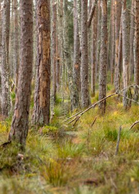 Bataklık gölü kıyısında çeşitli eski ve çürümüş ağaçlar ve ağaç dalları, sel basmış orman bölgesi, bataklık arka planı