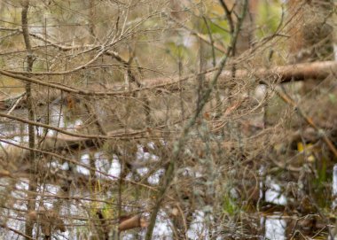 Bataklık gölü kıyısında çeşitli eski ve çürümüş ağaçlar ve ağaç dalları, sel basmış orman bölgesi, bataklık arka planı