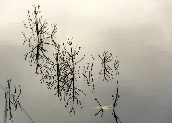 Силуэты Ветвей Старого Мертвого Дерева Озере Затопленный Лес Болото — стоковое фото