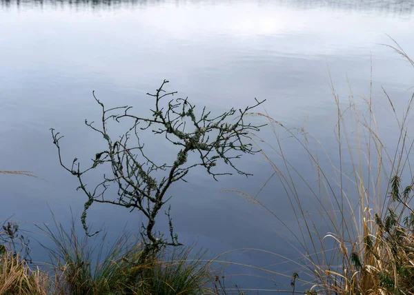 Divers Arbres Anciens Pourris Branches Arbres Sur Rivage Lac Marécageux — Photo
