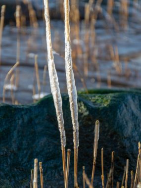 Deniz ve rüzgar, donmuş kuru sazlıkların soyut oluşumlarını oluşturdu. Bulanık bir arka planda buz saçakları.