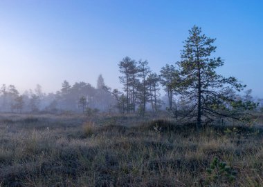 Bataklık çamları ve geleneksel çamurlu bitki örtüsü, bulanık arka plan, sisli bataklık, alacakaranlık, Dikli, Madiesenu çamuru, Letonya
