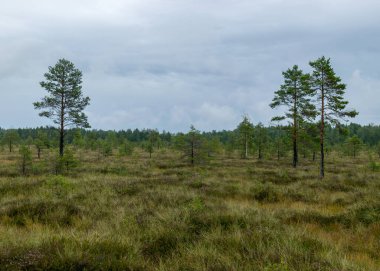 Yağmurlu bir gün, yağmurlu bir zemin, geleneksel bataklık manzarası, bataklık otları ve yosunları, yağmurda bataklık çamları, sonbaharda bataklık, Nigula Doğa Rezervi, Estonya