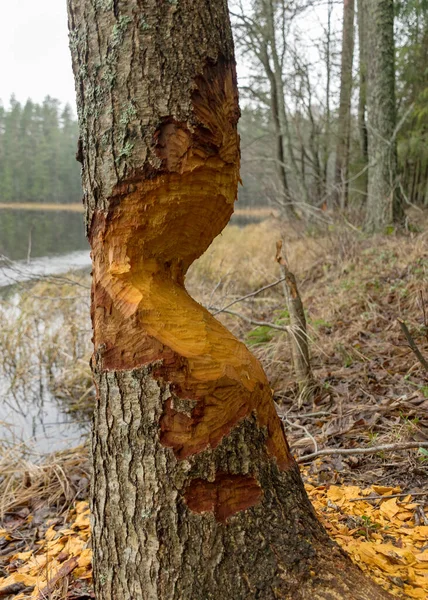 Castoro Morso Alberi Sulla Riva Del Lago Tronchi Albero Morsi — Foto Stock