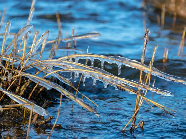 Mar Vento Formaram Formações Abstratas Junco Seco Congelado Fragmentos Icicles — Fotografia de Stock