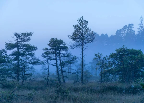 Туманный Болотный Ландшафт Болотными Соснами Традиционной Болотной Растительностью Нечеткий Фон — стоковое фото