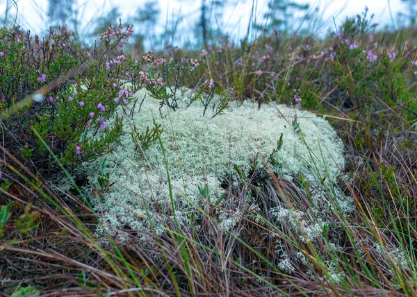 Resumo Musgo Pântano Líquen Grama Textura Vegetação Pântano Adequado Para — Fotografia de Stock