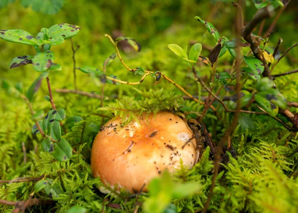 Mossa Skog Vegetation Växter Gräs Mossa Regnet Höst Natur — Stockfoto