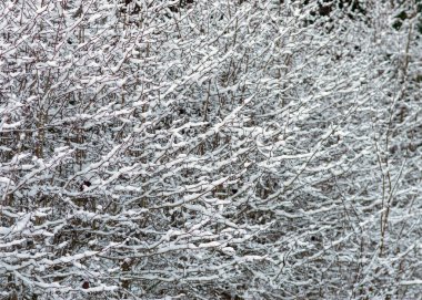 Soyut ağaç dalları, karla kaplı ağaç dalları, güzel kış dokusu, arka plan için uygun.