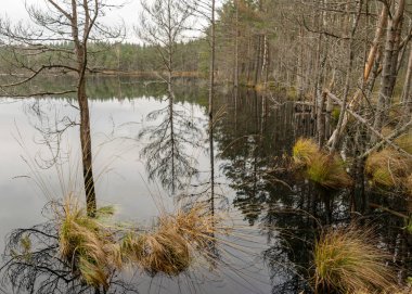 Bataklık gölü kıyısında çeşitli eski ve çürümüş ağaçlar ve ağaç dalları, sel basmış orman bölgesi, bataklık arka planı