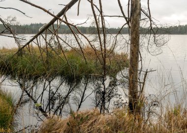 Bataklık gölü kıyısında çeşitli eski ve çürümüş ağaçlar ve ağaç dalları, sel basmış orman bölgesi, bataklık arka planı