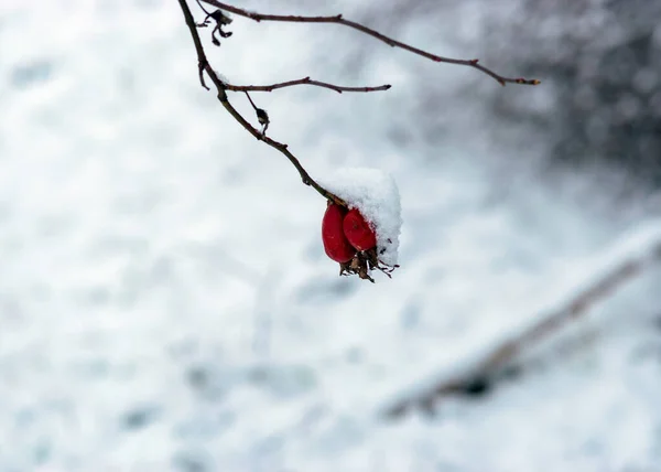 Abstrakta Trädgrenmönster Snöiga Trädgrenar Med Röda Bär Vacker Vinterstruktur Lämplig — Stockfoto
