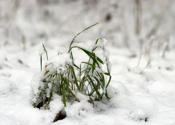 Abstract Texture Snow Covered Plants Winter Feelings Winter Texture Suitable — Stock Photo, Image