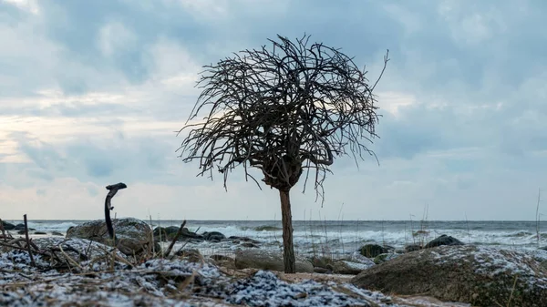 landscape with sea shore and lonely tree, tree with roots at the top, rocks in water and sand, December, Vidzeme rocky seashore, Latvia, winter
