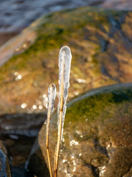 Mar Vento Formaram Formações Abstratas Junco Seco Congelado Fragmentos Icicles — Fotografia de Stock