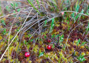 soyut bataklık yosunu, liken ve çimen dokusu, bataklık bitkisi, arka plan için uygun, duvar kağıdı