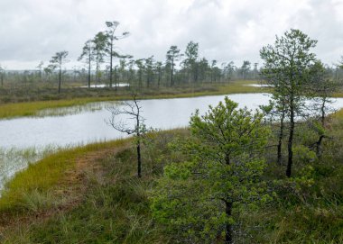 Yağmurlu bir gün, yağmurlu bir zemin, geleneksel bataklık manzarası, yağmurda bataklık gölü, bataklık çimi ve yosun, yağmurda küçük çamlar, sonbaharda bataklık, Nigula bataklığı, Estonya