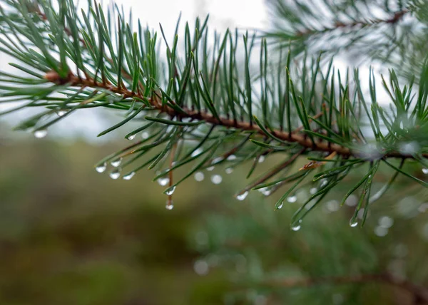wet pine needles, rain drops fallen into needles, blurred background, rainy weather, autumn