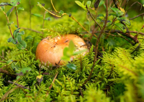 Mossa Skog Vegetation Växter Gräs Mossa Regnet Höst Natur — Stockfoto