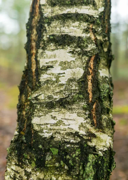 Abstraktní Březová Kůra Textura Tapety Podzim — Stock fotografie