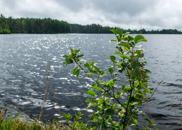 Göl kıyısı ve su manzarası, bulutlu gökyüzü, sisli ve yağmurlu hava, sonbahar doğası