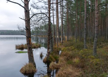 Bataklık gölü kıyısında çeşitli eski ve çürümüş ağaçlar ve ağaç dalları, sel basmış orman bölgesi, bataklık arka planı
