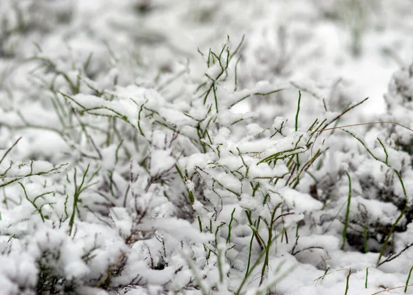 Abstracte Textuur Besneeuwde Planten Wintergevoelens Wintertextuur Geschikt Voor Behang Winter — Stockfoto
