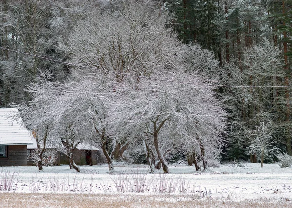 Зимний Пейзаж Заснеженной Землей Переднем Плане Деревья Поля Покрытые Снегом — стоковое фото
