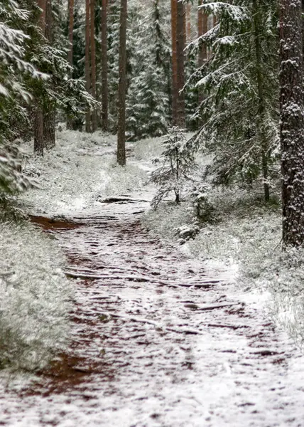 Зимний Пейзаж Заснеженной Сельской Дорогой Заснеженными Деревьями Обочине Дороги Зимний — стоковое фото