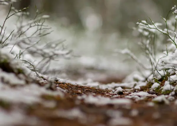 Abstracte Textuur Besneeuwde Planten Wintergevoelens Wintertextuur Geschikt Voor Behang Winter — Stockfoto