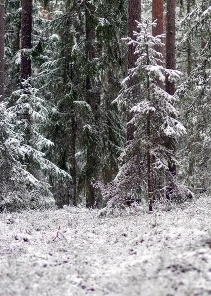 Заснеженные Деревья Зимний День Заснеженные Земли Деревья Зимнее Ощущение Лесу — стоковое фото