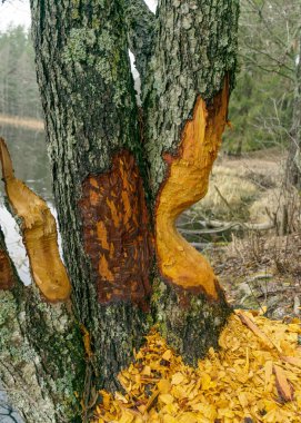 Göl kıyısında kunduz ısırılmış ağaçlar, ısırılmış ağaç gövdeleri, karsız kış günü, doğada gri bir gün.