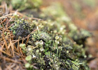 soyut bataklık yosunu, liken ve çimen dokusu, bataklık bitkisi, arka plan için uygun, duvar kağıdı