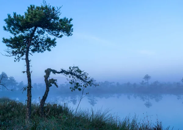 Paysage Boue Brumeuse Avec Des Pins Des Marais Végétation Boue — Photo