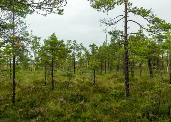 rainy day, rainy background, traditional bog landscape, bog grass and moss, small bog pines during rain, bog in autumn, Nigula Nature Reserve, Estonia