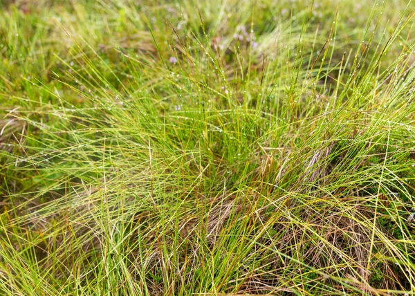 Boggy Forest Vegetation Plants Grass Moss Rain Autumn Nature —  Fotos de Stock