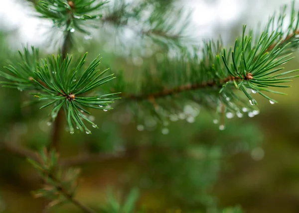 소나무 바늘에 떨어지는 빗방울 비오는 — 스톡 사진