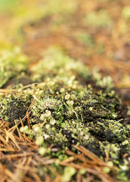 Abstract Bog Moss Lichen Grass Texture Bog Vegetation Suitable Background — Stock Photo, Image
