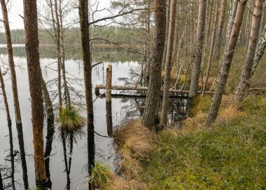 Bataklık gölü kıyısında çeşitli eski ve çürümüş ağaçlar ve ağaç dalları, sel basmış orman bölgesi, bataklık arka planı