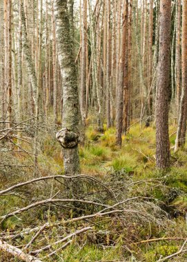 Bataklık gölü kıyısında çeşitli eski ve çürümüş ağaçlar ve ağaç dalları, sel basmış orman bölgesi, bataklık arka planı