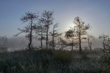 Bataklık çamları ve geleneksel çamurlu bitki örtüsü, bulanık arka plan, sisli bataklık, alacakaranlık, Dikli, Madiesenu çamuru, Letonya