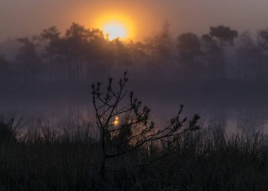 Gün doğumunda ağaç dalları, arka plan, bataklık çamları ve geleneksel bataklık bitki örtüsü, bulanık arka plan, bataklıkta sis, alacakaranlık