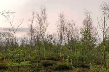 Bir turba bataklığından sonbahar manzarası gelişmiş bir bataklık, deforme olmuş küçük huş ağaçları, sonbahar renkleri, Seda moor, Seda, Letonya