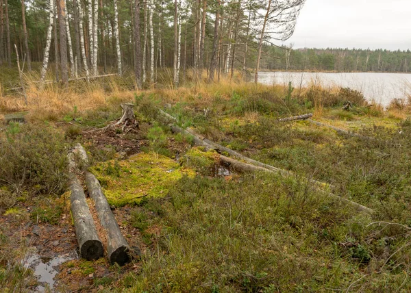 Gamla Träd Stammar Över Ett Dike Träsk Skog Bakgrund Marken — Stockfoto