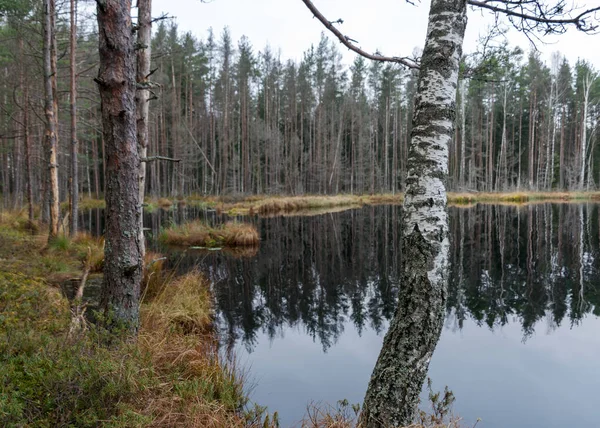 호수의 바닷가에 나무들 나뭇가지들 침수되었고 습지였습니다 — 스톡 사진