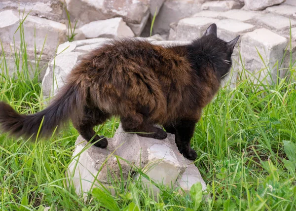 Siyah Kedili Manzara Yeşil Çimenli Arka Planda Beyaz Tuğla Kalıntıları — Stok fotoğraf