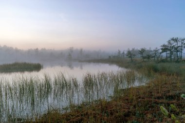 Gün doğumunda ağaç siluetleri, bataklık çamları ve geleneksel bataklık bitkileriyle sisli bataklık manzarası, bulanık arka plan, bataklıkta sis, alacakaranlık