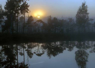 Gün doğumunda ağaç siluetleri, bataklık çamları ve geleneksel bataklık bitkileriyle sisli bataklık manzarası, bulanık arka plan, bataklıkta sis, alacakaranlık