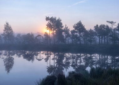 Bataklık gölü, sisli bataklık manzarası bataklık çamları ve geleneksel bataklık bitkileri, bulanık arka plan, bataklıkta sis, alacakaranlık, Dikli, Madiesenu bataklığı, Letonya